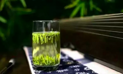 “嗜茶者”最不能錯過的三款春茶